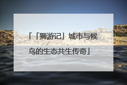 「狮游记」城市与候鸟的生态共生传奇
