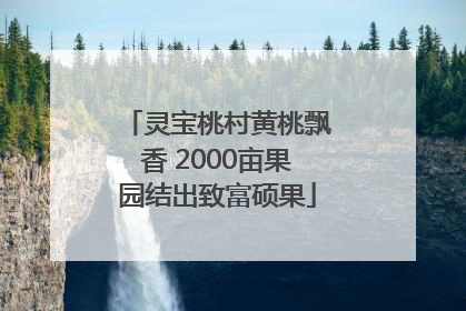 灵宝桃村黄桃飘香 2000亩果园结出致富硕果
