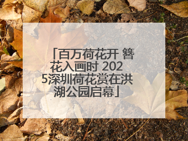 百万荷花开 簪花入画时 2025深圳荷花赏在洪湖公园启幕