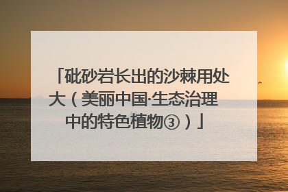 砒砂岩长出的沙棘用处大（美丽中国·生态治理中的特色植物③）