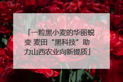 一粒黑小麦的华丽蜕变 麦田“黑科技”助力山西农业向新提质