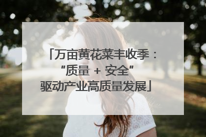 万亩黄花菜丰收季：“质量 + 安全” 驱动产业高质量发展