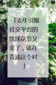 去年引爆社交平台的绣球花节又来了，就在青浦这个村