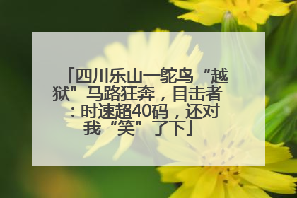 四川乐山一鸵鸟“越狱”马路狂奔，目击者：时速超40码，还对我“笑”了下
