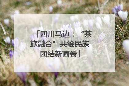四川马边：“茶旅融合”共绘民族团结新画卷