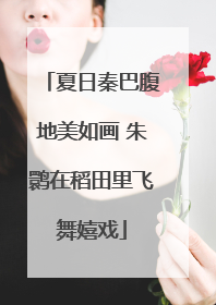 夏日秦巴腹地美如画 朱鹮在稻田里飞舞嬉戏