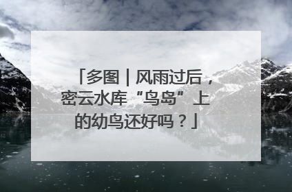 多图｜风雨过后，密云水库“鸟岛”上的幼鸟还好吗？