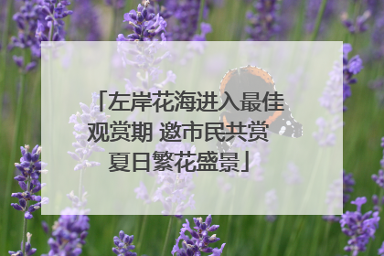 左岸花海进入最佳观赏期 邀市民共赏夏日繁花盛景
