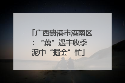 广西贵港市港南区：“藕”遇丰收季 泥中“掘金”忙