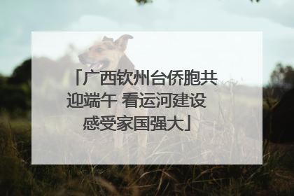 广西钦州台侨胞共迎端午 看运河建设感受家国强大
