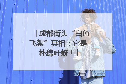 成都街头“白色飞絮”真相：它是朴绵叶蚜！
