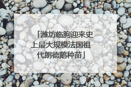 潍坊临朐迎来史上最大规模法国祖代朗德鹅种苗
