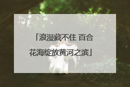 浪漫藏不住 百合花海绽放黄河之滨