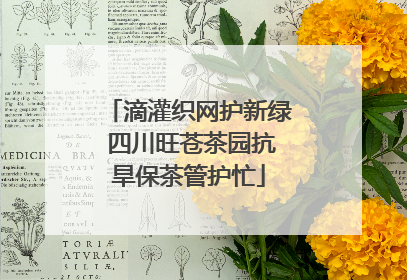 滴灌织网护新绿 四川旺苍茶园抗旱保茶管护忙