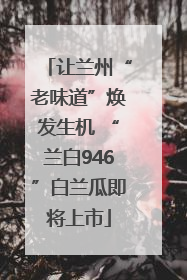 让兰州“老味道”焕发生机 “兰白946”白兰瓜即将上市