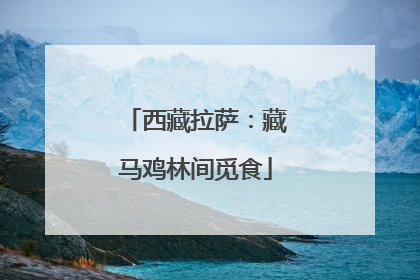 西藏拉萨：藏马鸡林间觅食