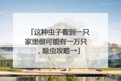 这种虫子看到一只家里很可能有一万只，除虫攻略→