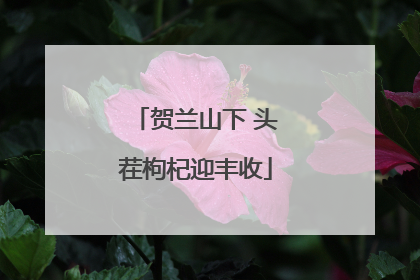 贺兰山下 头茬枸杞迎丰收