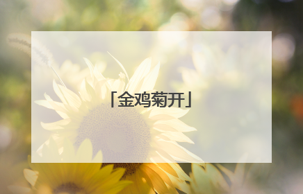 金鸡菊开