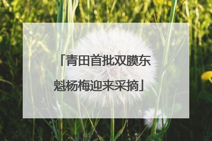 青田首批双膜东魁杨梅迎来采摘
