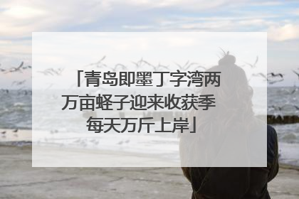 青岛即墨丁字湾两万亩蛏子迎来收获季 每天万斤上岸