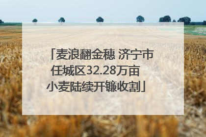 麦浪翻金穗 济宁市任城区32.28万亩小麦陆续开镰收割
