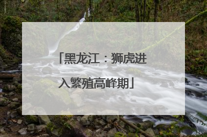 黑龙江：狮虎进入繁殖高峰期