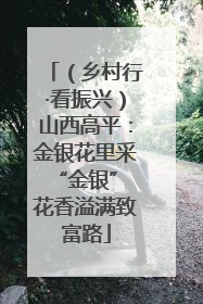 （乡村行·看振兴）山西高平：金银花里采“金银” 花香溢满致富路