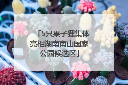 5只果子狸集体亮相湖南南山国家公园候选区