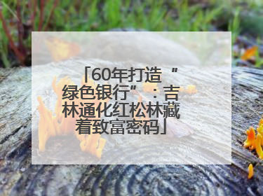 60年打造“绿色银行”：吉林通化红松林藏着致富密码